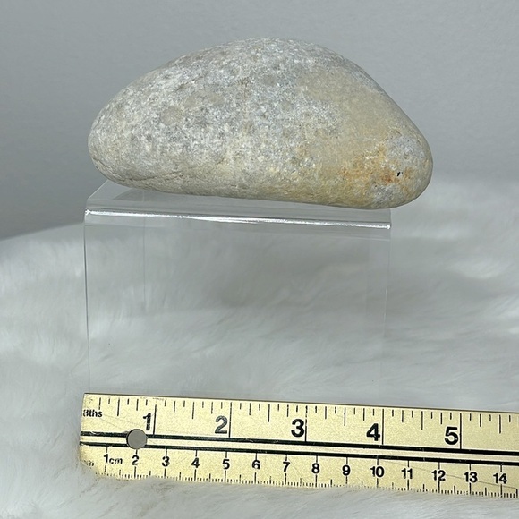 Oregon Fossilized Sea Shells & Coral Fossils | Natural Rock • Educational Lot - Picture 6 of 17